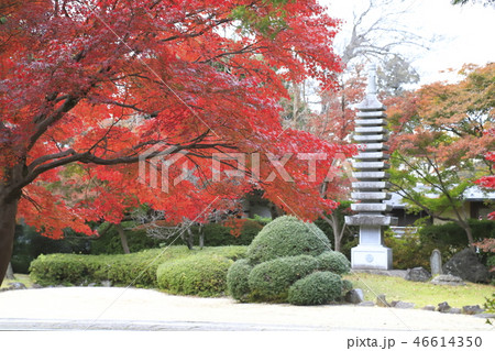 東漸寺の秋 多重塔 (千葉県松戸市とうぜんじ) 東漸寺の秋 多重塔 (千葉県松戸市とうぜんじ) 46614350