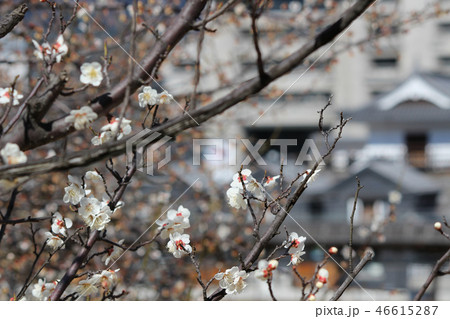 甲府舞鶴城公園に咲く白梅 甲府舞鶴城公園に咲く白梅 46615287