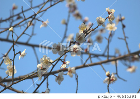 甲府舞鶴城公園に咲く白梅 甲府舞鶴城公園に咲く白梅 46615291