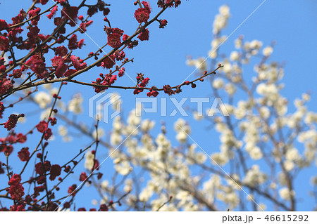 甲府舞鶴城公園に咲く紅白梅 46615292
