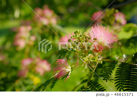 ネムノキのピンクの花 46615371