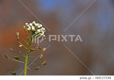 ナズナ(ペンペン草) ナズナ(ペンペン草) 46615598