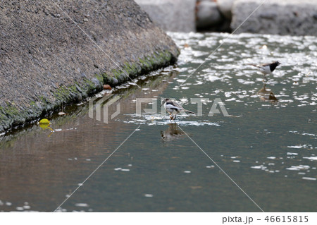 セキレイ 46615815