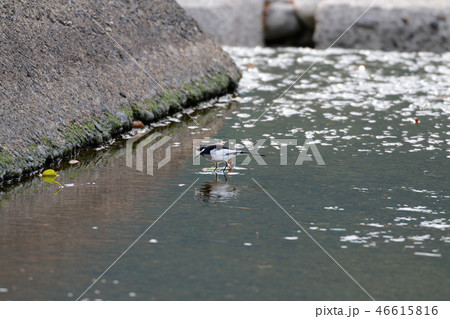 セキレイ 46615816