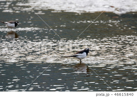 セキレイ 46615840