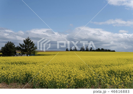 北海道滝川市菜の花畑の写真素材