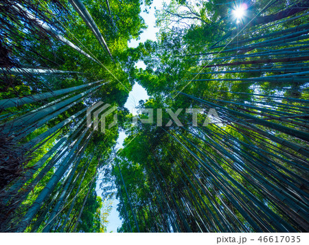 京都府向日市の竹林 46617035