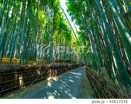 京都府向日市の竹の径 46617036