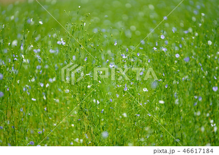 亜麻の花 46617184