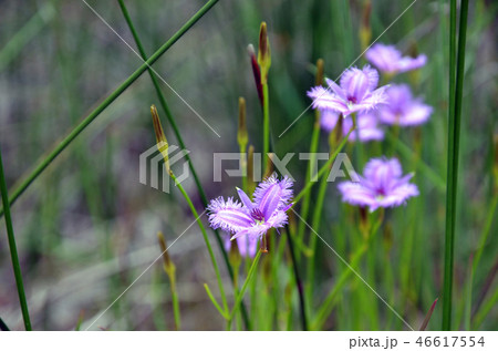 Purple Australian native Common Fringe lilies Purple Australian native Common Fringe lilies 46617554