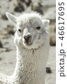 アルパカ あるぱか 陸の動物 46617695