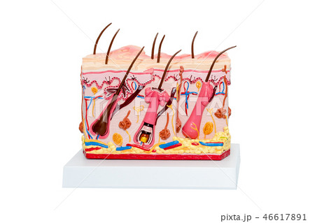 The Human Skin Cross-Section model. Detailed human skin structure with hair. 46617891
