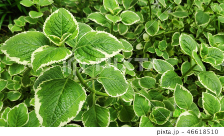 Fresh variegated Indian borage plant Fresh variegated Indian borage plant 46618510