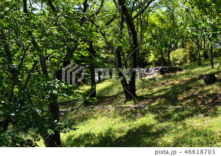 熊本県 田原坂公園(かっては西南戦争の古戦場、今は緑豊かな公園) 熊本県 田原坂公園(かっては西南戦争の古戦場、今は緑豊かな公園) 46618703