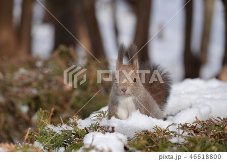 里塚のエゾリス 46618800