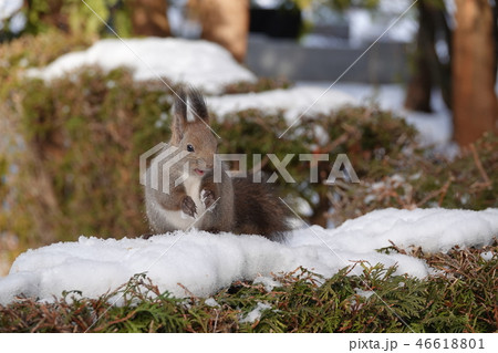 里塚のエゾリス 46618801