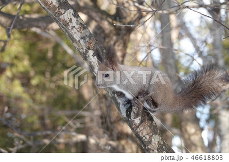 里塚のエゾリス 里塚のエゾリス 46618803