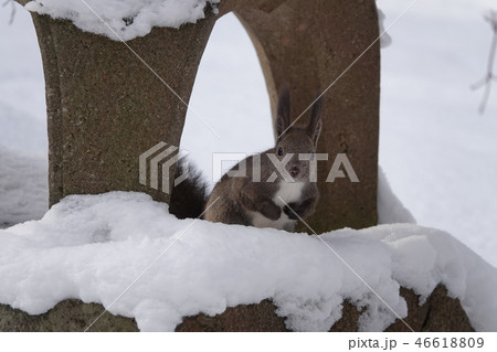 里塚のエゾリス 46618809