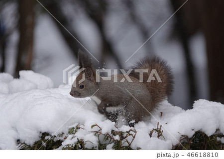 里塚のエゾリス 46618810