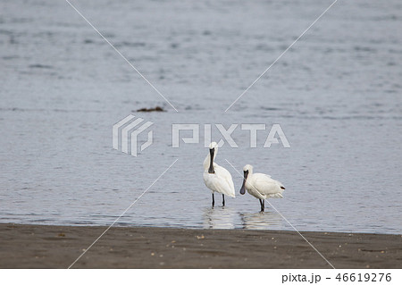 クロツラヘラサギ 46619276