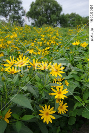 キクイモの花 キクイモの花 46619984