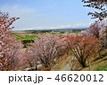 桜・深山峠 46620012