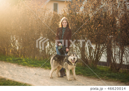 Blonde lady model poses to photographer with husky dog 46620014