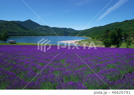 南富良野 金山湖ラベンダー園 46620791