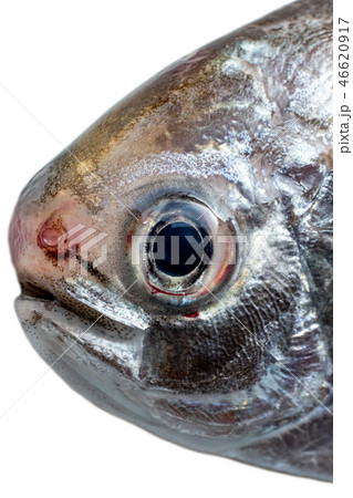 えぼ鯛の頭 46620917