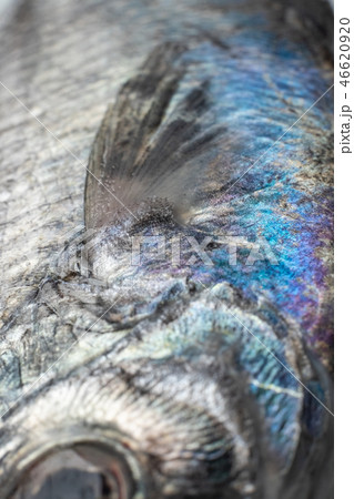 えぼ鯛の魚体 えぼ鯛の魚体 46620920