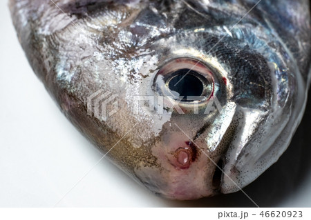 えぼ鯛の頭 46620923