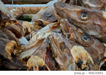 Drying stockfish cod heads in Reine fishing village in Norway 46620991