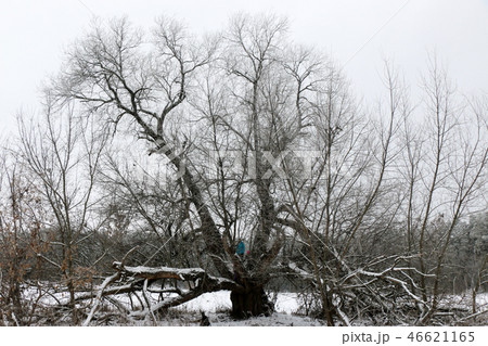 Winter branches of trees in hoarfrost on background 46621165