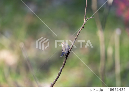 オジロビタキ 46621425