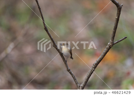 オジロビタキ 46621429