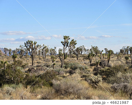 Joshua Tree in Mojave Desert California USA 46621987