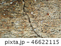 Rough raw coquina shell stone surface texture 46622115