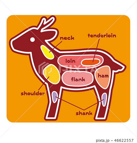 食物図解 鹿肉の部位 英語 のイラスト素材
