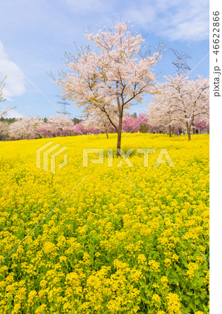 満開の赤城南面千本桜 46622866