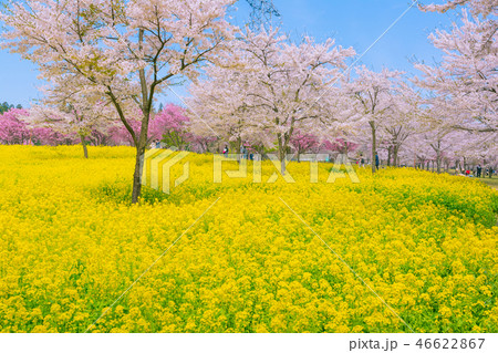 満開の赤城南面千本桜 46622867