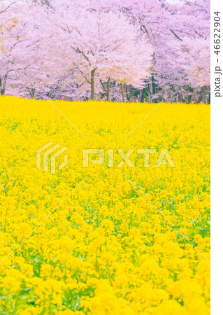 満開の赤城南面千本桜 46622904