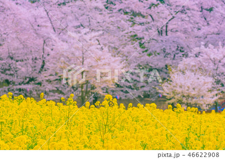 満開の赤城南面千本桜 46622908