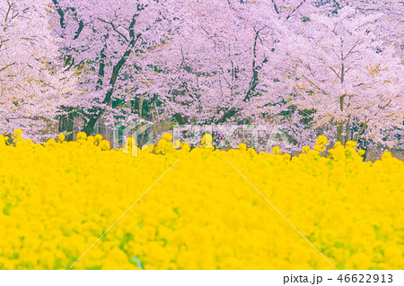 満開の赤城南面千本桜 満開の赤城南面千本桜 46622913