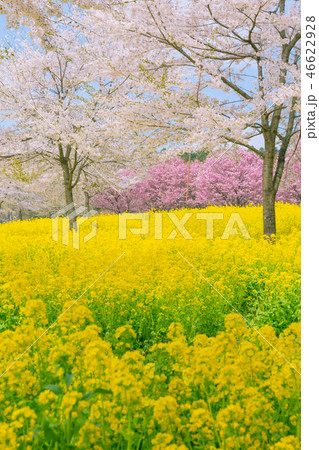 満開の赤城南面千本桜 満開の赤城南面千本桜 46622928