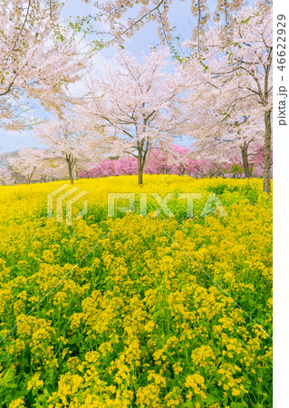 満開の赤城南面千本桜 満開の赤城南面千本桜 46622929