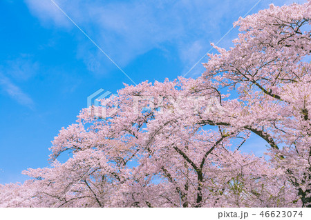 満開の桜と青空 46623074