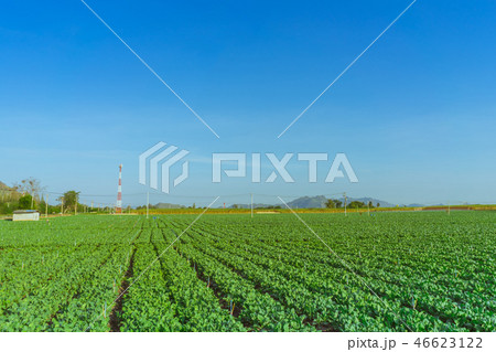 Scenery of chinese kale field  46623122