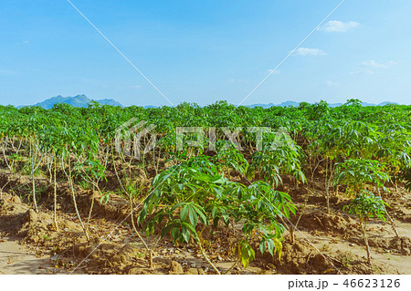View of cassava field 46623126