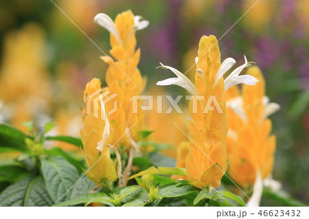 花 フラワー お花 46623432