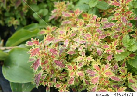Coleus plant or scientific name is Solenostemon 46624371